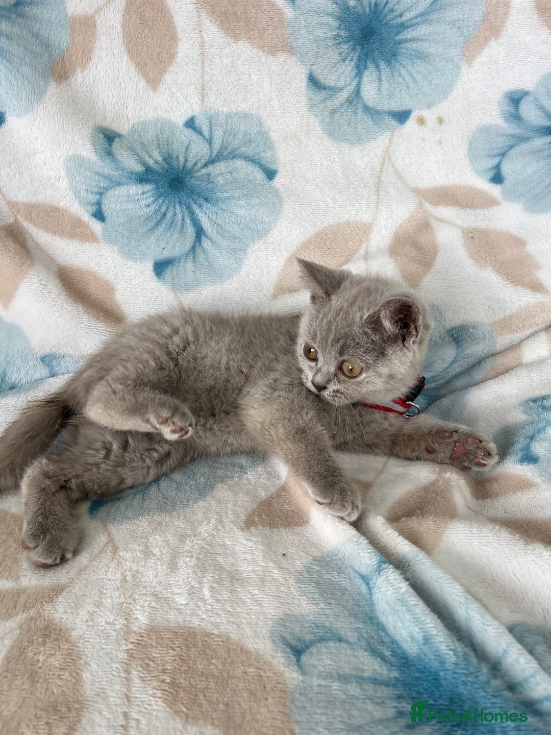 British Shorthair cats for sale: **REDUCED!!** PURE BREED BRITISH SHORTHAIR KITTENS - Image 5