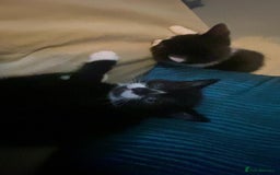 Mixed Breed cats for sale: Gorgeous female  - Image 4
