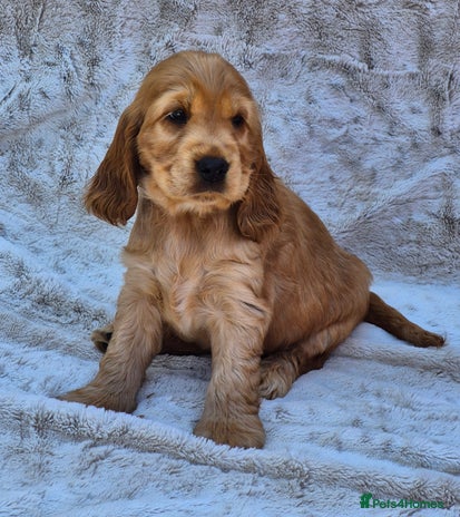 Cocker Spaniel dogs - Advert 2