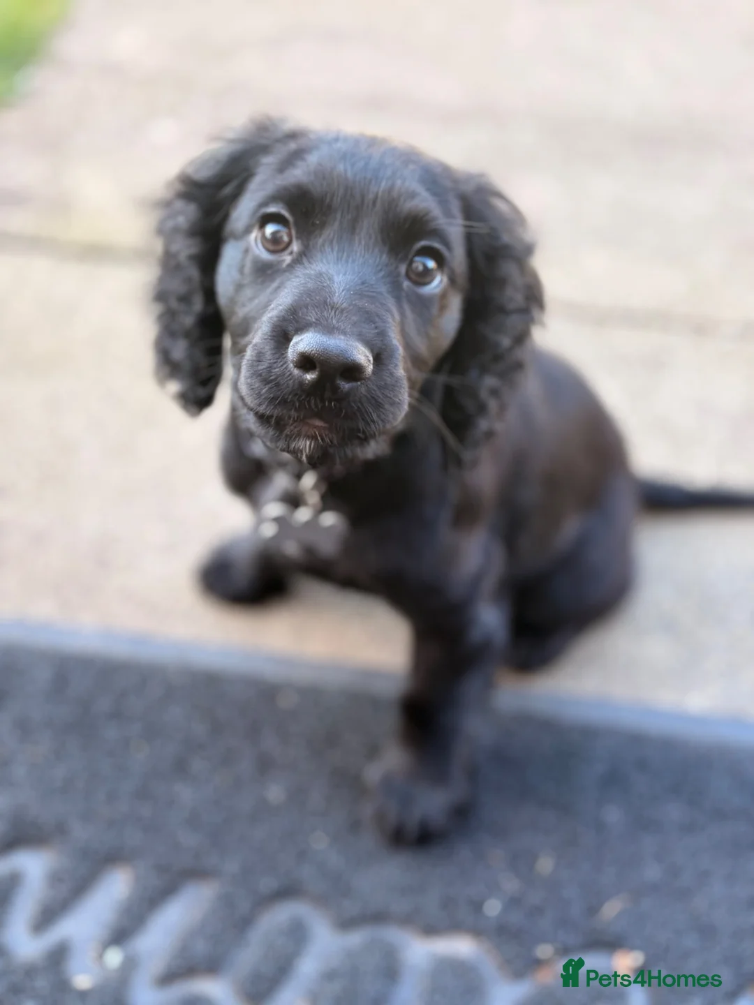 Cocker Spaniel dogs for sale: Male cocker spaniel puppy in Middlesbrough - Advert 6