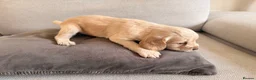 Mixed Breed dogs for sale: Beautiful Cocker Sproodle Puppies  in Weston-super-Mare - Advert 40