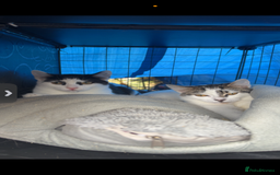 Domestic Shorthair cats for sale: Stable rescue kittens x - Image 3