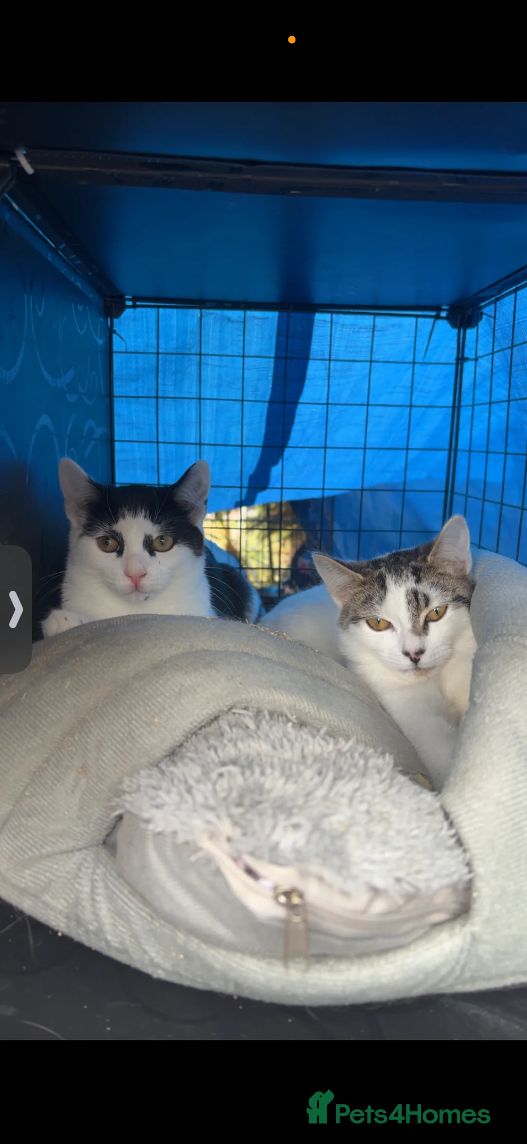 Domestic Shorthair cats for sale: Stable rescue kittens x - Advert 3