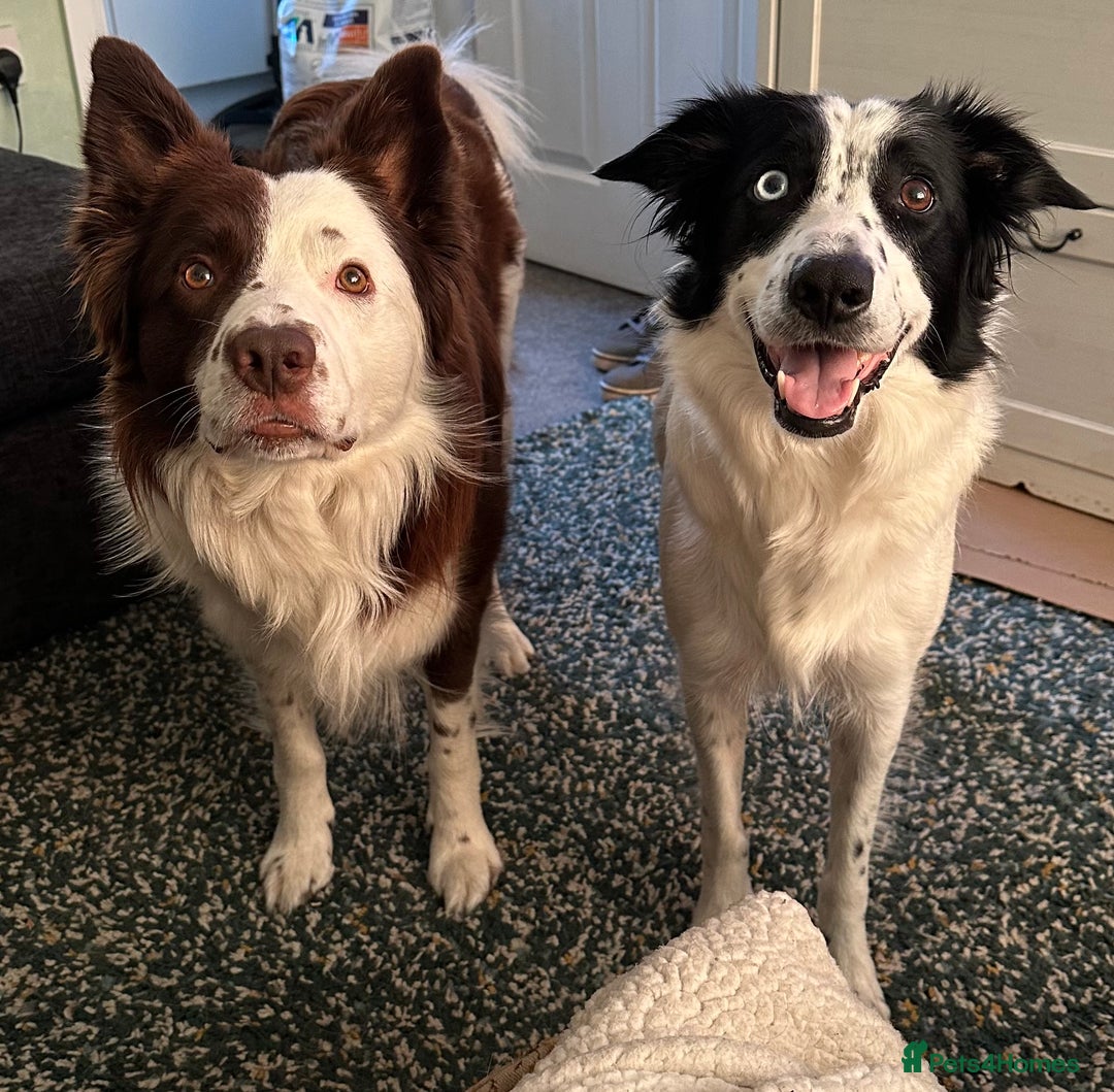 Border Collie dogs for sale: Only 1 girl left - reduced, ready to leave 08.12 - Advert 3