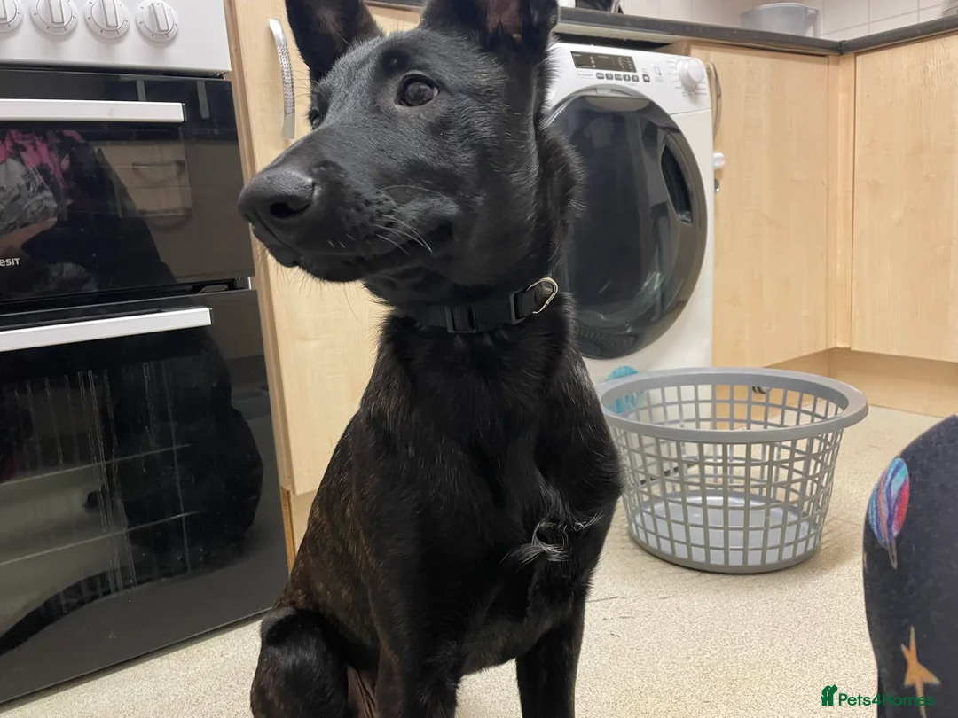 Mixed Breed dogs for sale: Belgium malinois x Dutch shepard - Advert 3