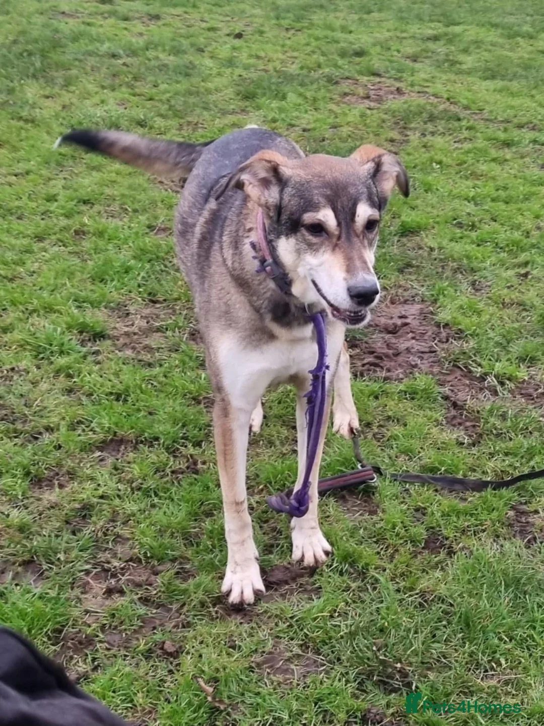 Mixed Breed dogs for adoption: Molly - Norwich Norfolk  - Advert 4