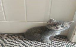 Russian Blue cats for sale: Russian blue X kittens boys  - Image 3
