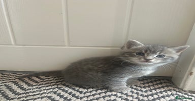 Russian Blue cats - Advert 1