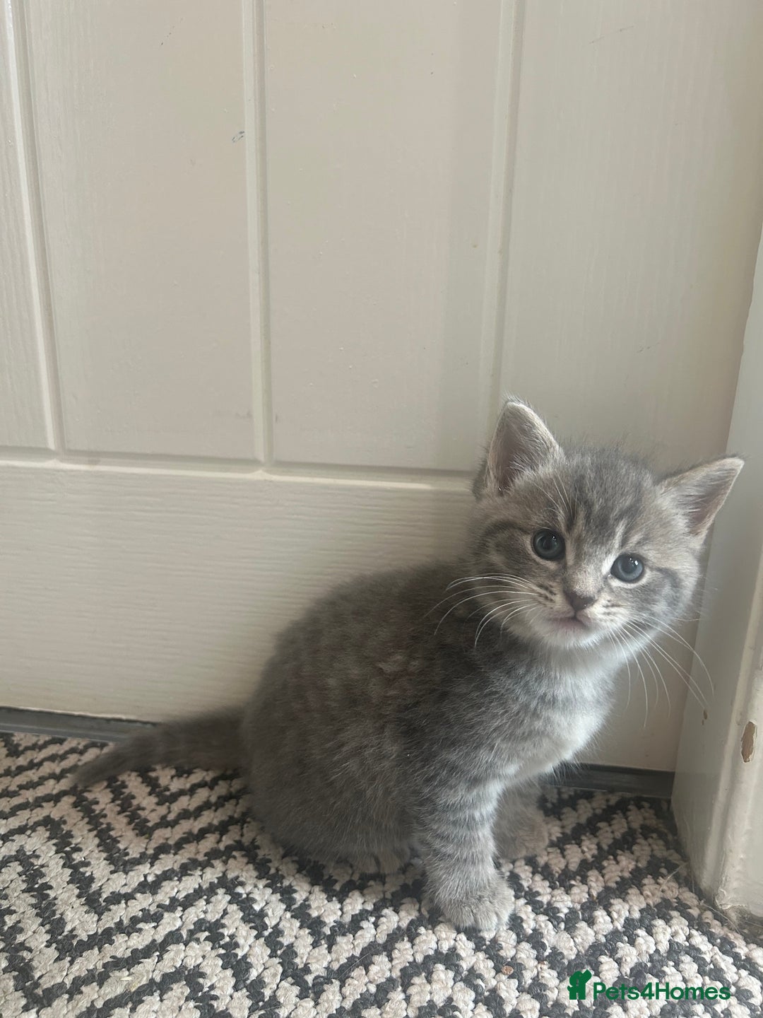 Russian Blue cats for sale: Russian blue X kittens boys  - Image 3
