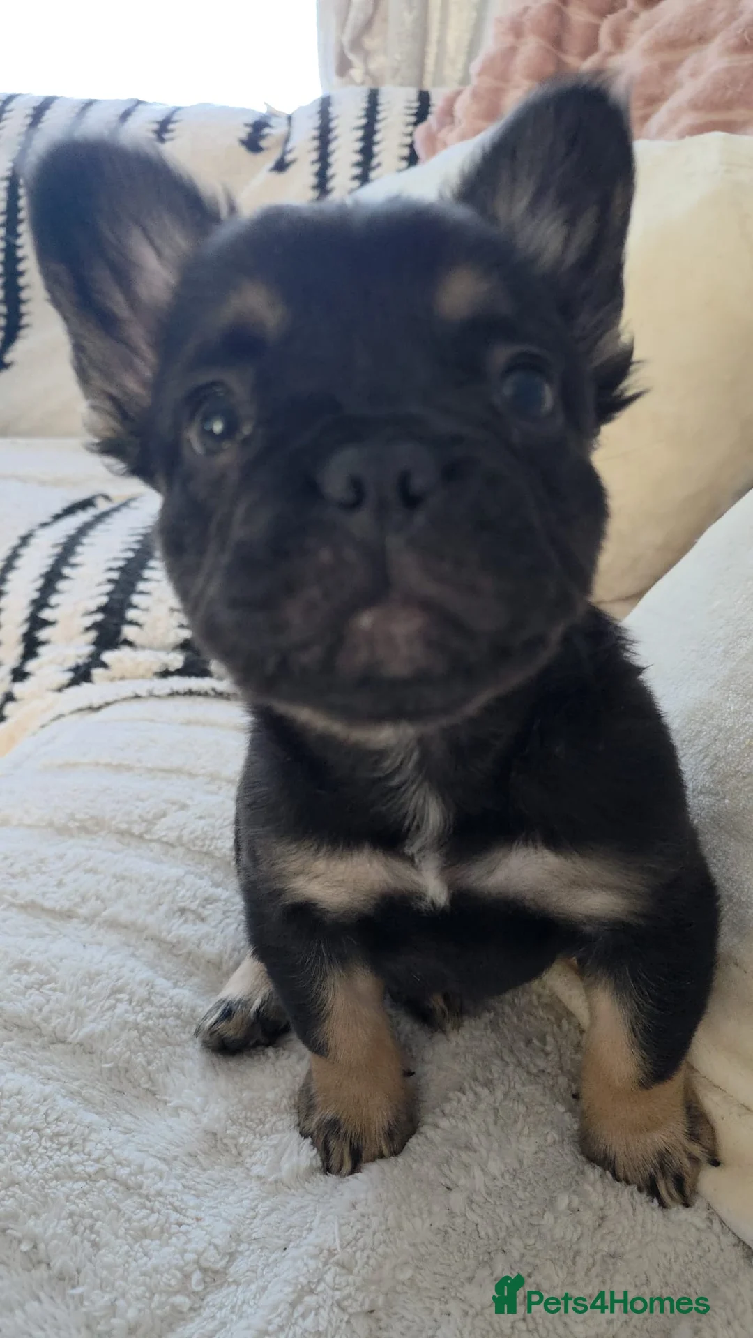 French Bulldog dogs for sale: FLUFFY FRENCHIE READY  - Advert 1