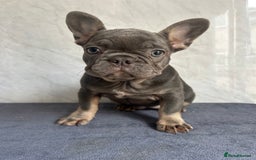 French Bulldog dogs for sale: *REDUCED* Fluffy Carrier French Bulldog - Image 14