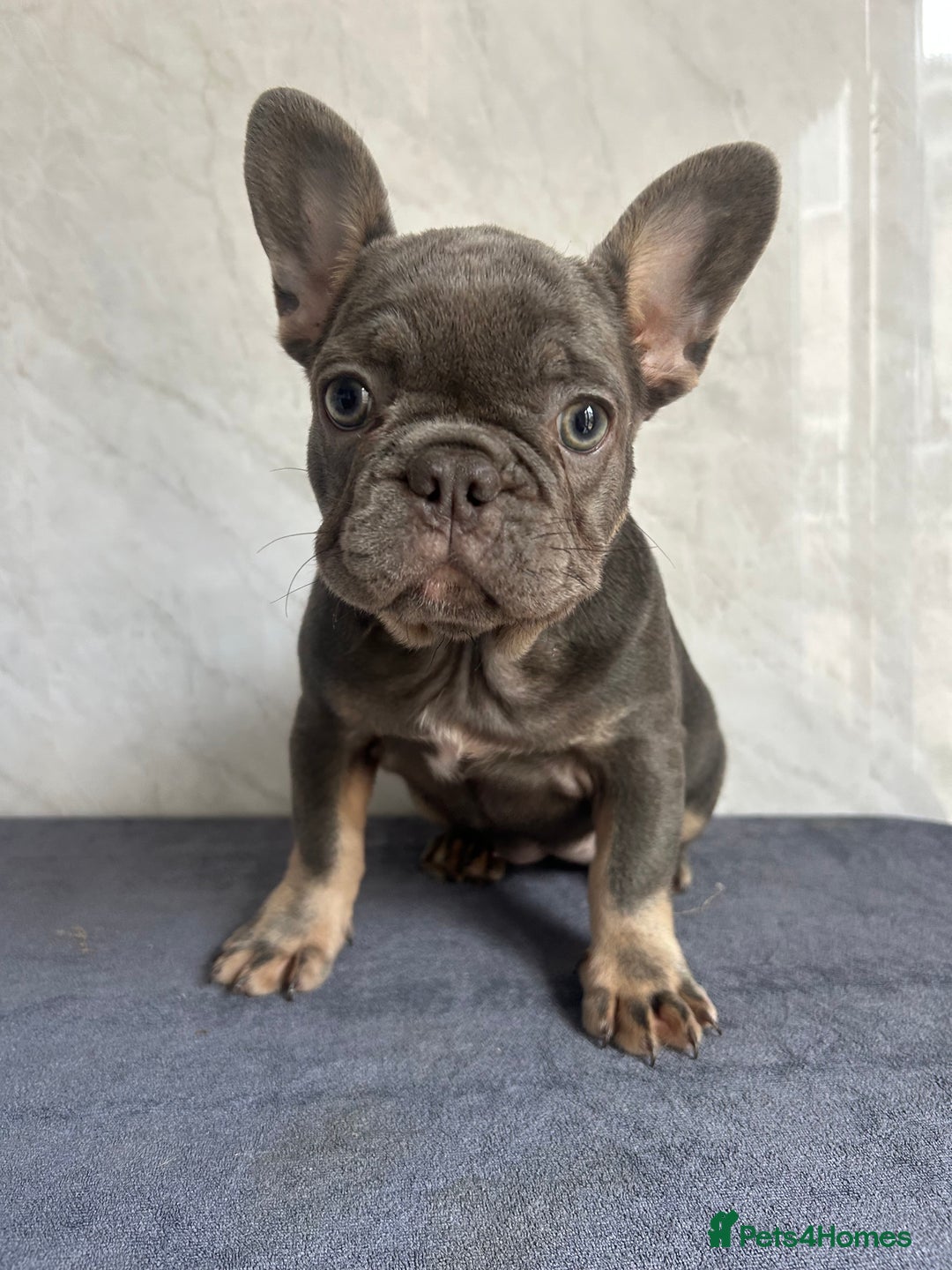 French Bulldog dogs for sale: *REDUCED* Fluffy Carrier French Bulldog - Image 14
