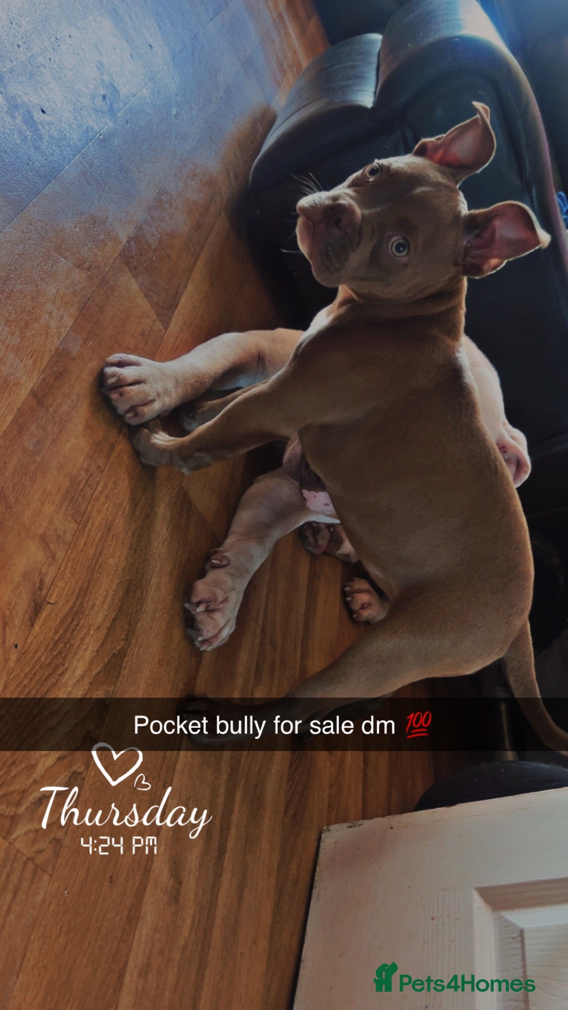 Mixed Breed dogs Pocket bully - Advert 14