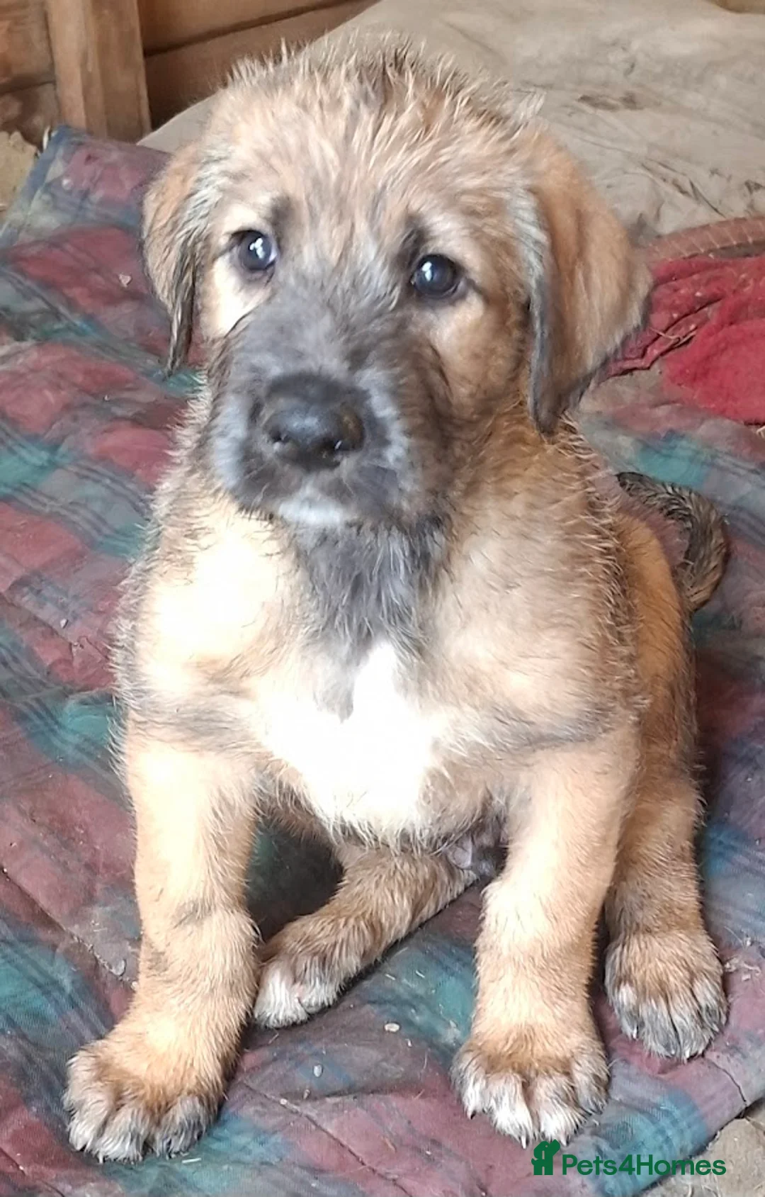 Irish Wolfhound dogs for sale: Beautiful KC reg. Irish Wolfhound Puppies - Advert 1