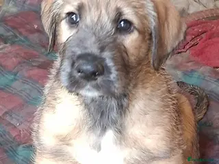 Irish Wolfhound dogs Beautiful KC reg. Irish Wolfhound Puppies - Advert 13