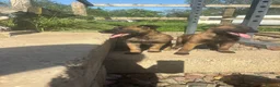 Belgian Shepherd Dog dogs for sale: True to type Belgian Malinois Pups  - Advert 6