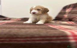 Cockapoo dogs for sale: stunning toy cockapoo  - Advert 6