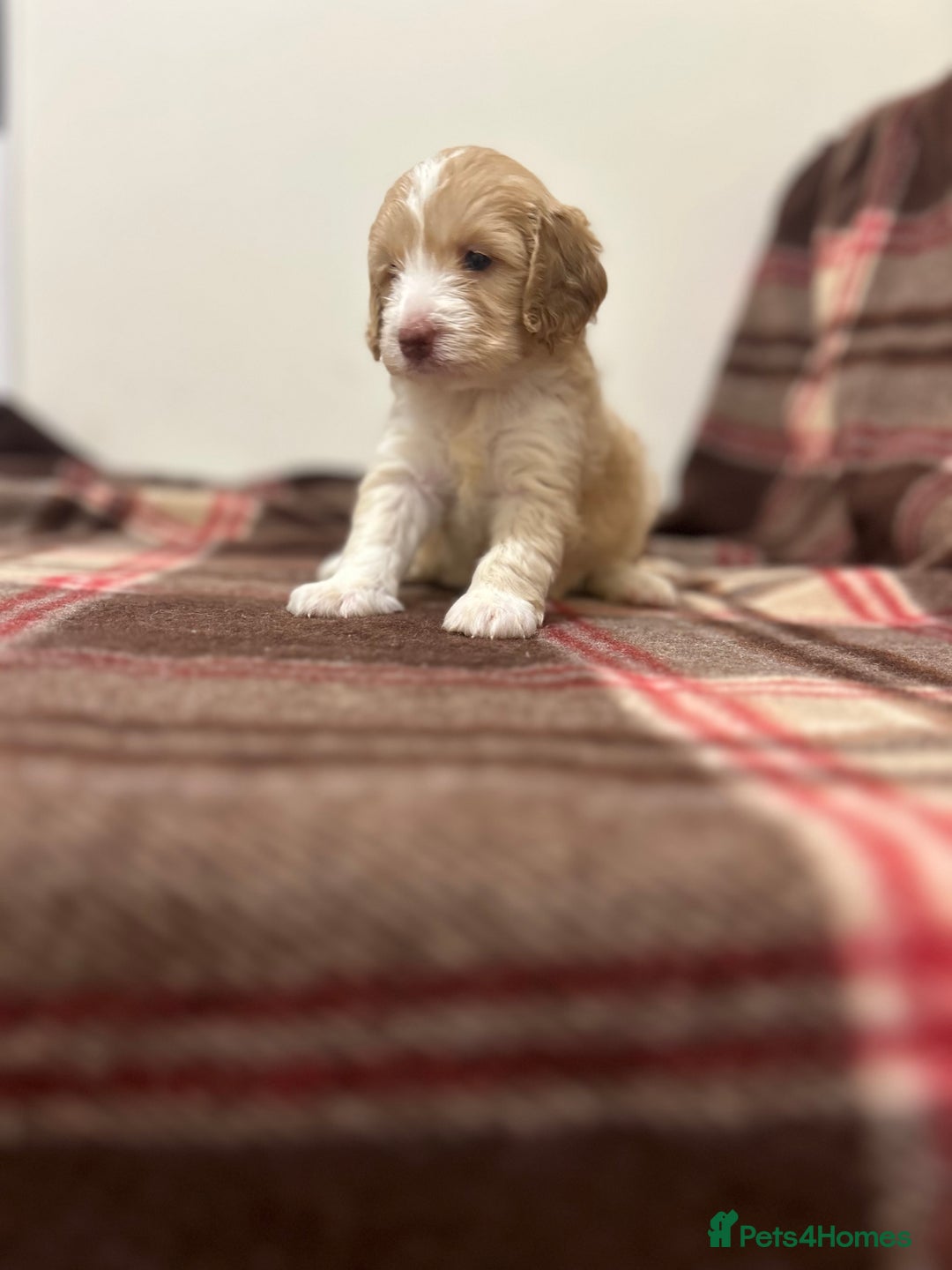 Cockapoo dogs for sale: stunning toy cockapoo  - Advert 6