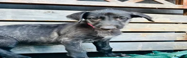 Deerhound 5