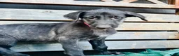 Deerhound dogs for sale: KC Reg Deerhound Puppies  - Advert 15