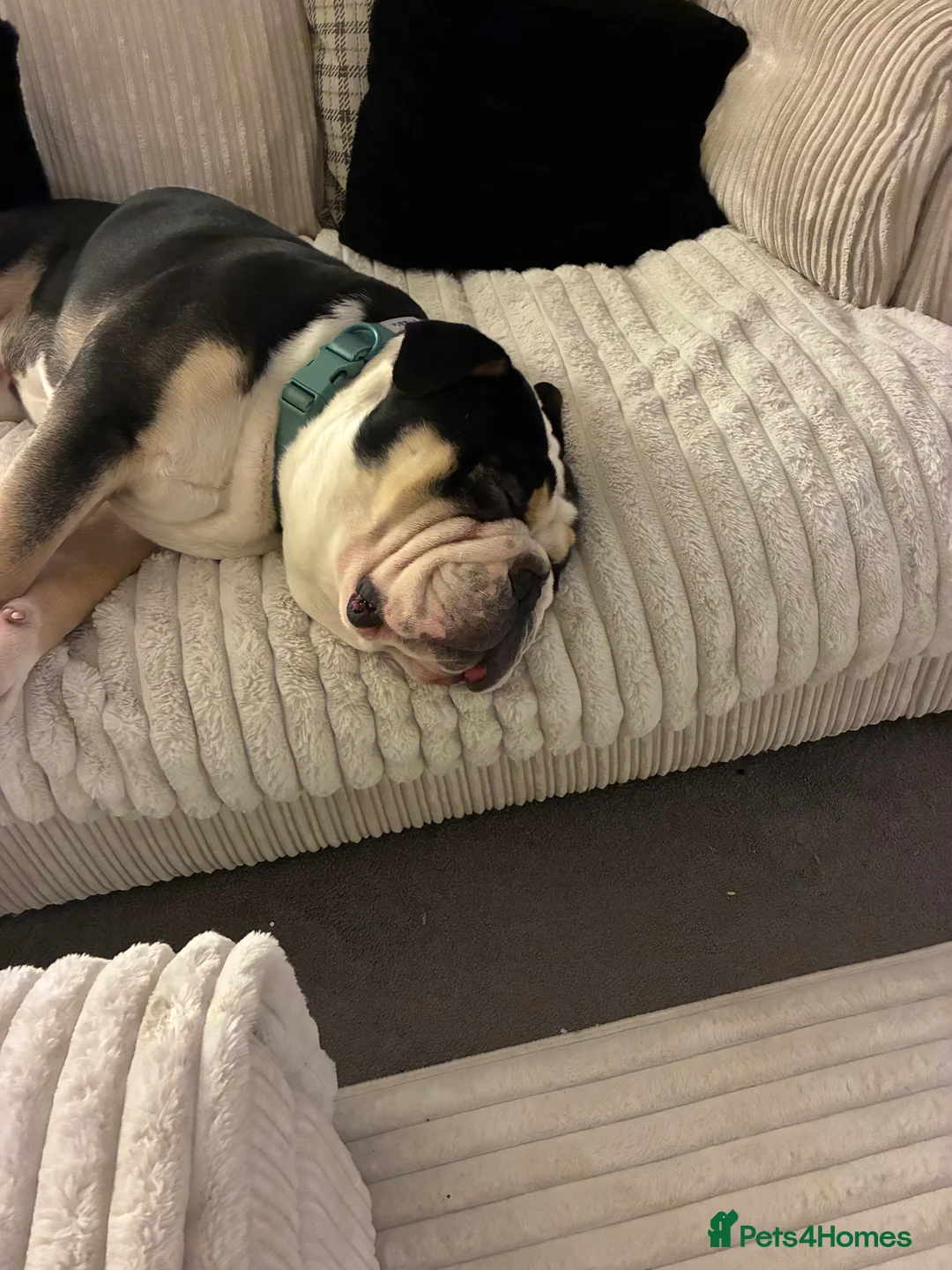 Olde English Bulldogge dogs for sale: Enzo - Olde English Bulldog - Advert 13