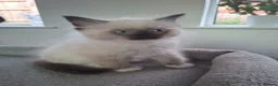 Ragdoll cats for sale: Stunning Ragdoll Kittens.  in Ilminster - Advert 11