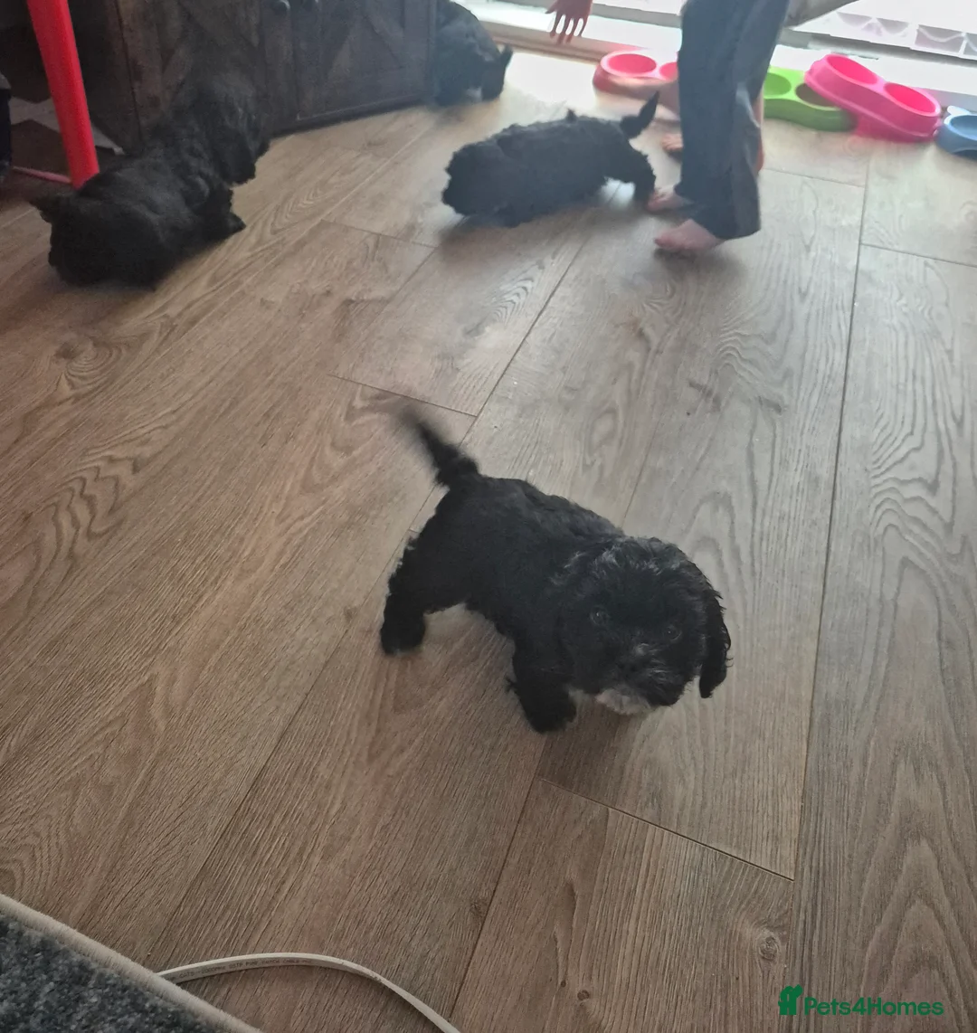 Mixed Breed dogs for sale: £800 Cocker spaniel shihtzu cross puppies  - Advert 8