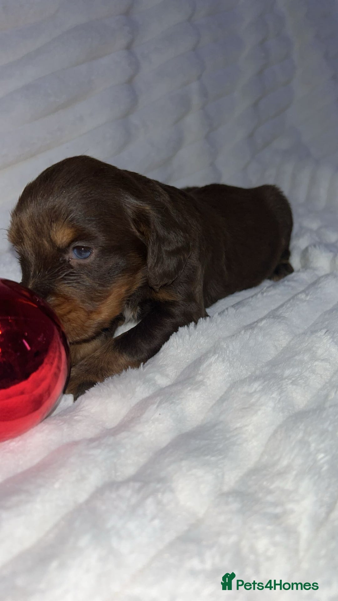 Cocker Spaniel dogs for sale: Cocker spaniel one  girl available  - Advert 1