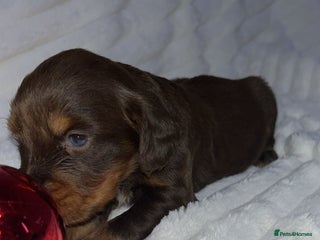 Cocker Spaniel dogs Cocker spaniel one girl available - Advert 5