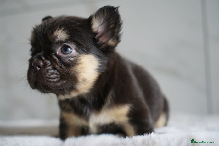 French Bulldog dogs - Advert 3