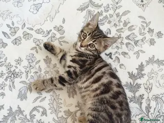 Mixed Breed cats Mixed bengal kitten - Advert 1