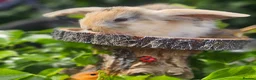 Mixed Breed rabbits for sale: Rabbits for Sale  - Advert 5