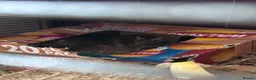 Degus rodents for sale: 3 male degus with cage and accessories  in Marlborough - Advert 3