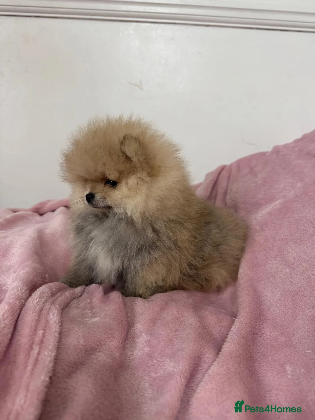 Pomeranian dogs for sale: Ready to go Excellent Pomeranian - Advert 13
