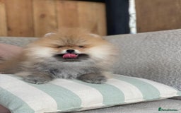 Pomeranian dogs for sale: An irresistibly fluffy Pomeranian pup - Image 2