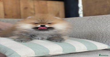 Pomeranian dogs - Advert 16