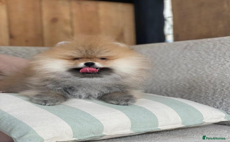 Pomeranian dogs - Advert 11