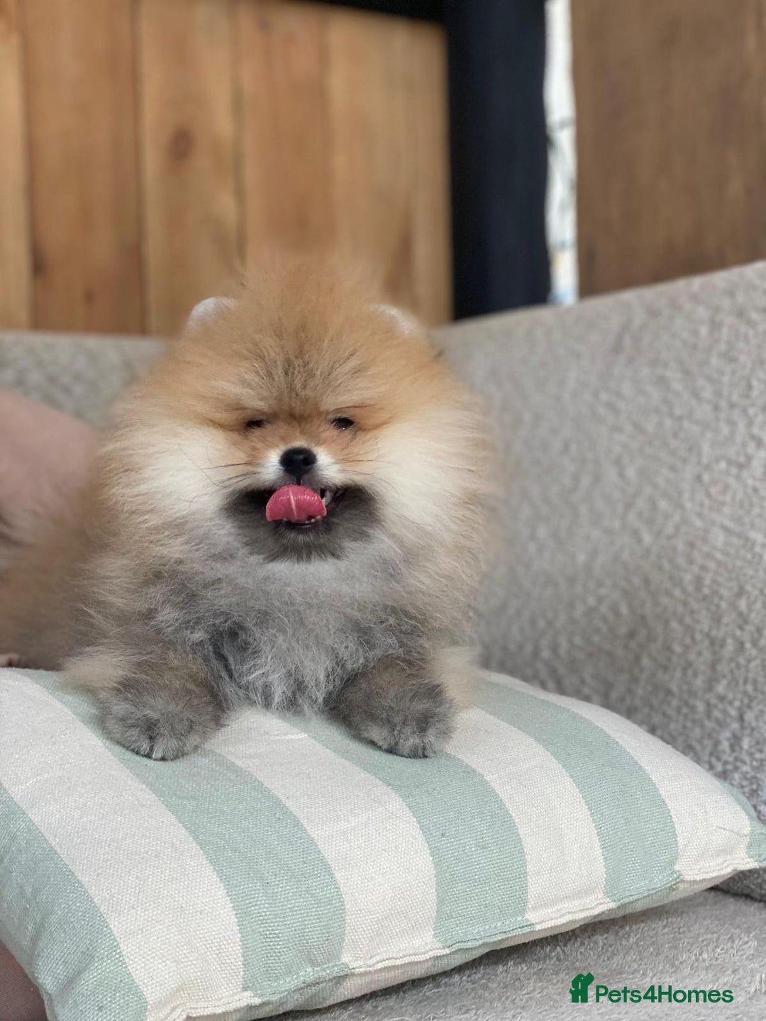 Pomeranian dogs for sale: An irresistibly fluffy Pomeranian pup - Image 2