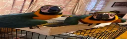 Macaws birds for sale: Baby Blue And Gold Macaws - Advert 7