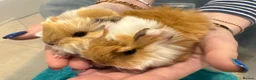 Guinea Pig rodents for sale: RESERVED Peruvian Cream Long Hair Boars - Advert 8