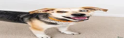 Mixed Breed dogs for adoption: 💙 RINA – Looking for Her Perfect Match 💙 in Sleaford - Advert 3