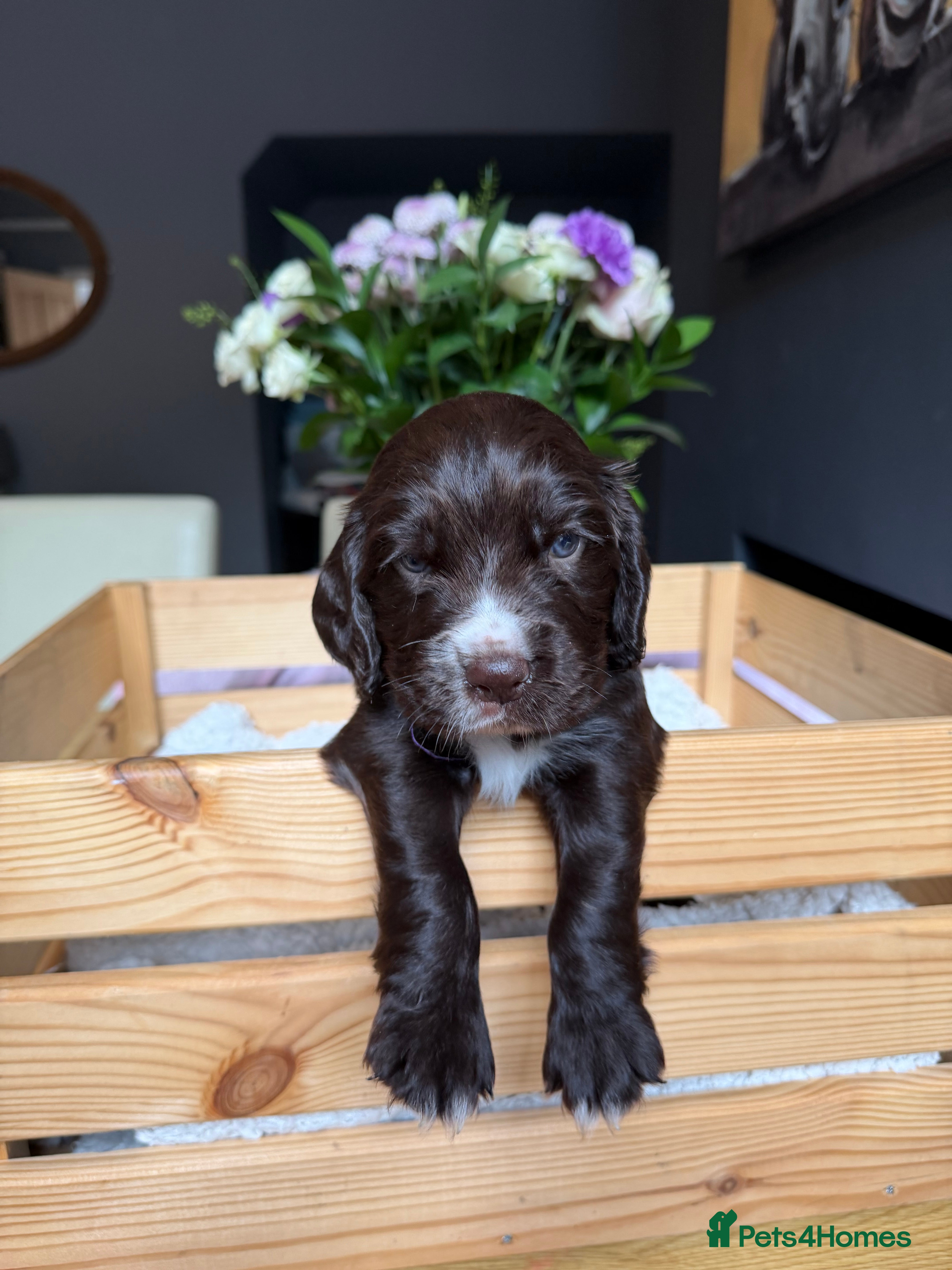 Cocker Spaniel dogs 🐶Cocker Spaniel puppies🐶 - Advert 2