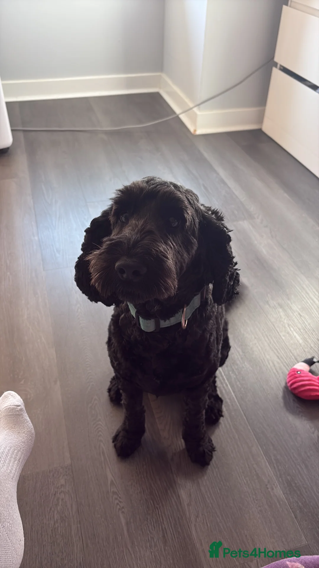 Cockapoo dogs for stud: F1 cockapoo for Stud  in Johnstone - Advert 6