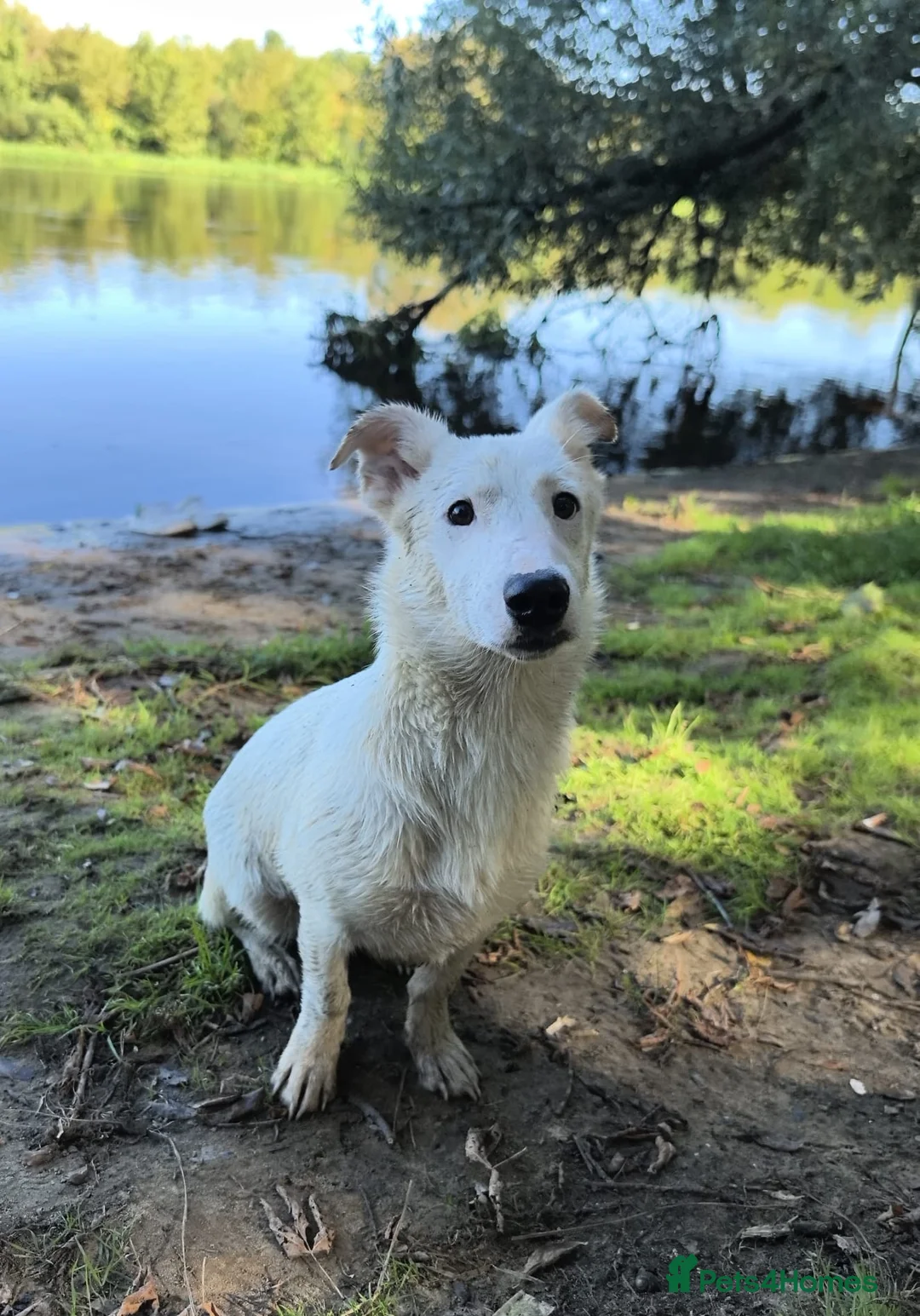 Miniature Pinscher dogs for adoption: SNOWY – Male Miniature Pinscher (very rare colour) - Advert 5