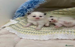 Ragdoll cats for sale: Beautiful Ragdoll Kittens (GCCF)TICA Reg. - Image 10