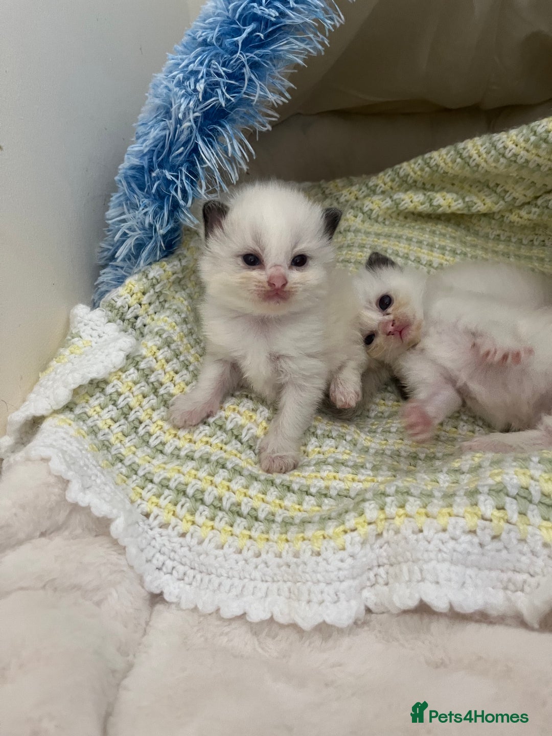 Ragdoll cats for sale: Beautiful Ragdoll Kittens (GCCF)TICA Reg. - Image 10