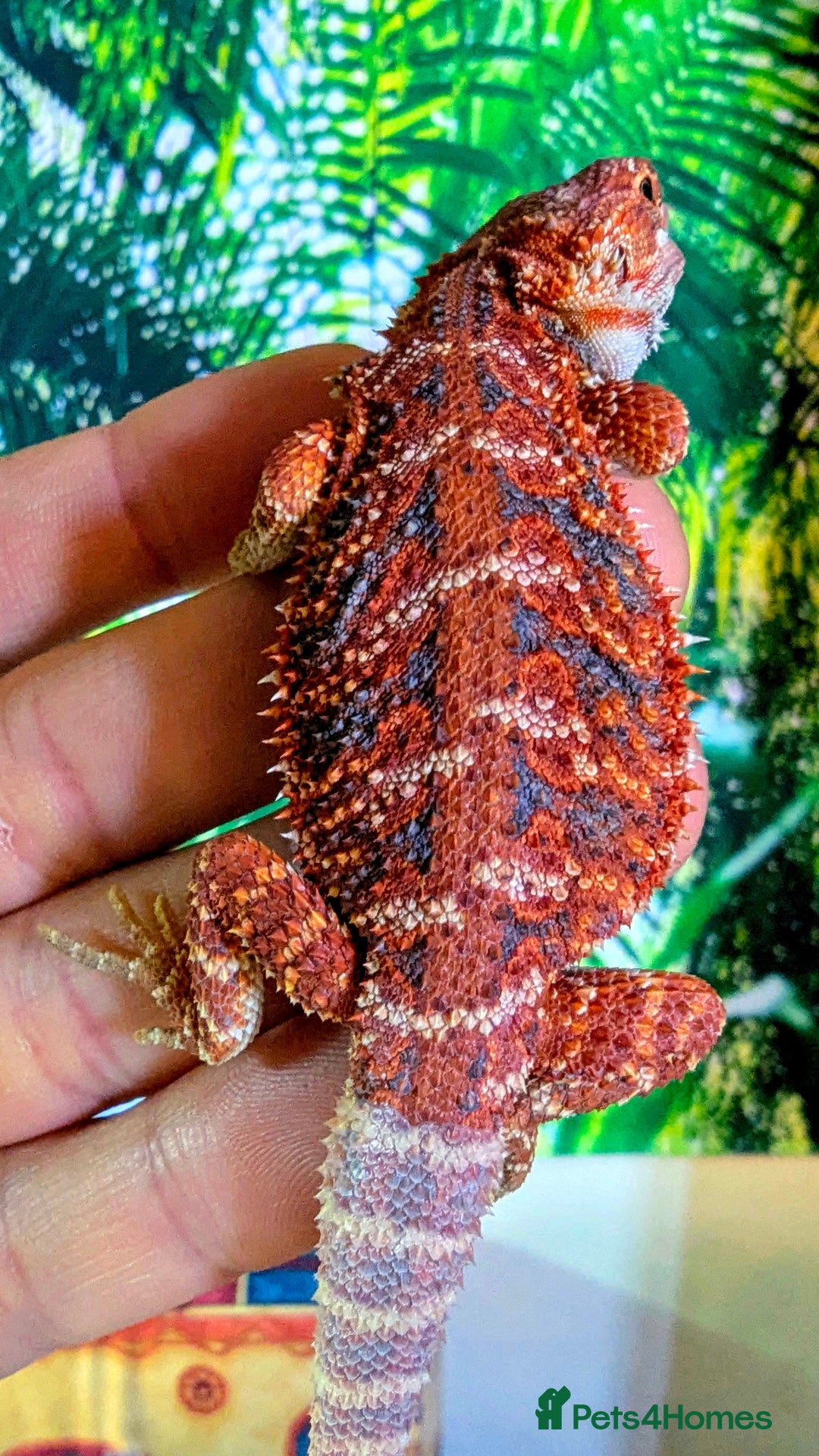 Bearded Dragon reptiles for sale: Extreme Red Blue Bar Tiger & Half Monster - Image 2