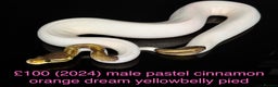 Python Snake reptiles for sale: Various royals for sale. (Reduced)  - Advert 6