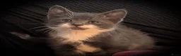 Domestic Shorthair cats for sale: 9wk old kittens - need forever home (ONE LEFT) - Advert 3