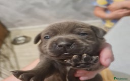 Mixed Breed dogs for sale: French bull weinners  - Image 2